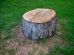 Best Tree and Shrub Care  in Tellico Village, TN