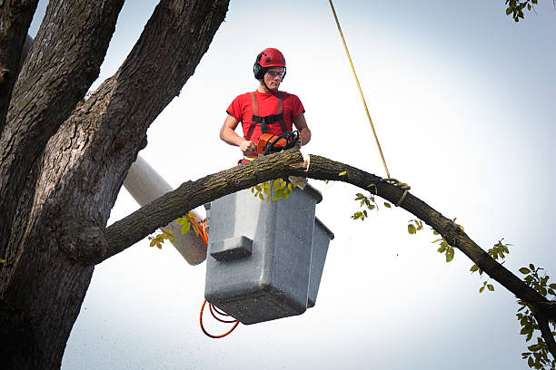 Best Tree Removal  in Tellico Village, TN